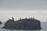 birds on rock offshore